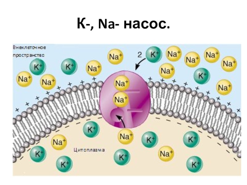 Биоэнергомассаж